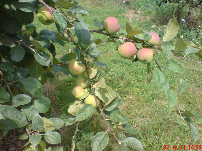 Red Melba - fructe