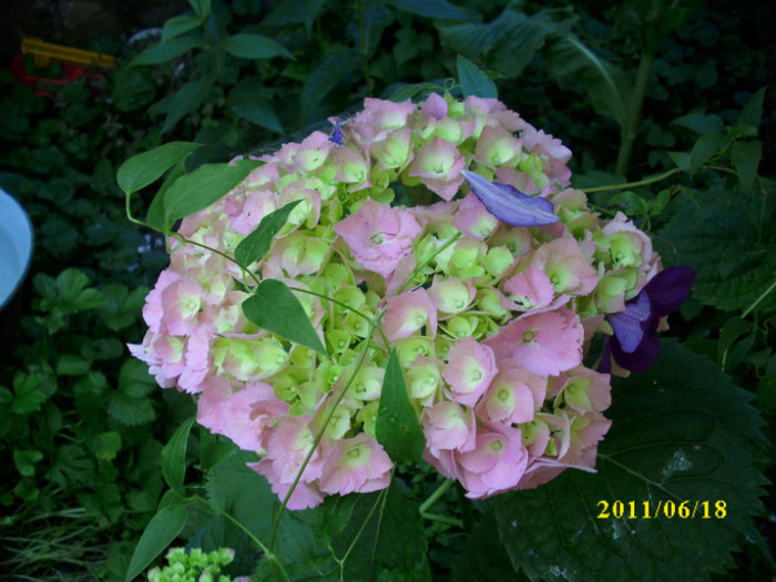 DSCI0575 - hydrangea hortensii