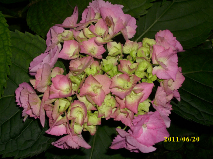 DSCI0711 - hydrangea hortensii