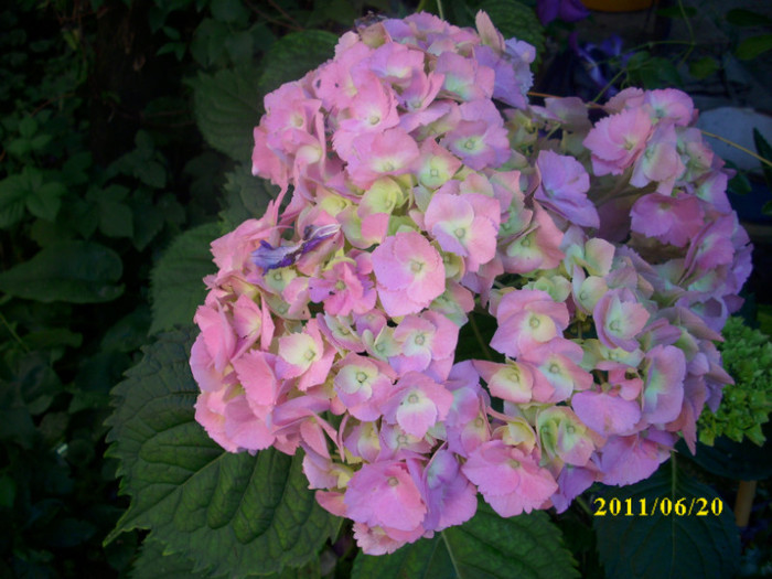 DSCI0702 - hydrangea hortensii