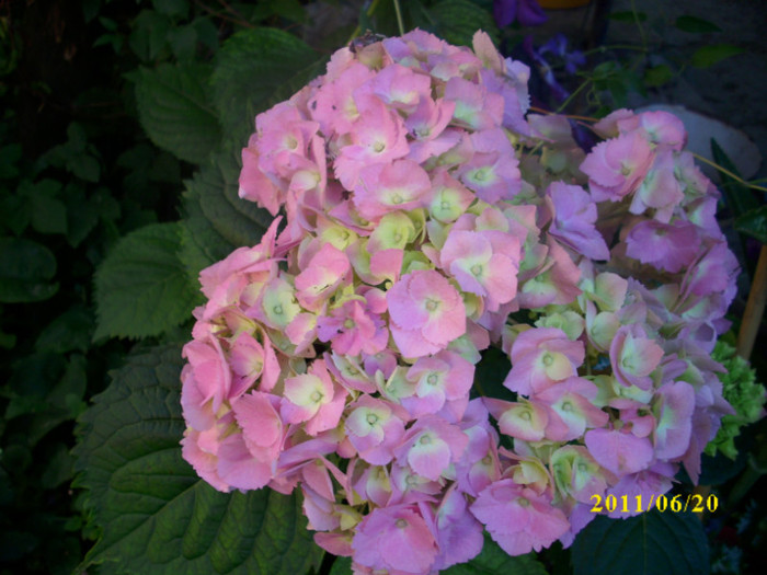 DSCI0703 - hydrangea hortensii