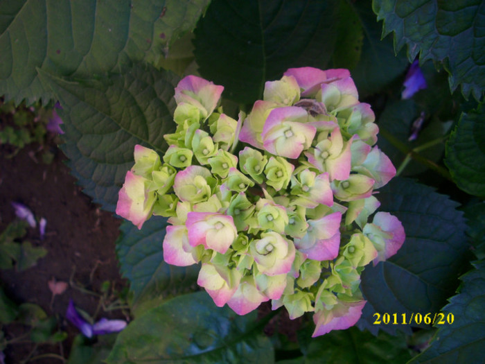 DSCI0704 - hydrangea hortensii