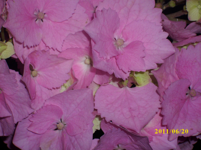 DSCI0706 - hydrangea hortensii