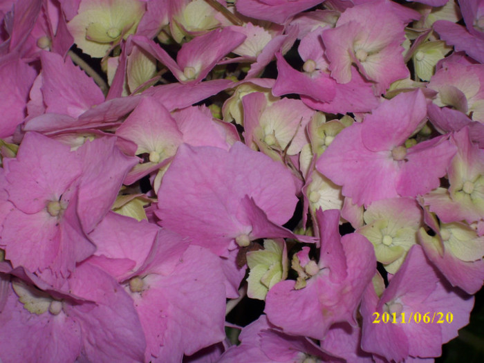 DSCI0707 - hydrangea hortensii