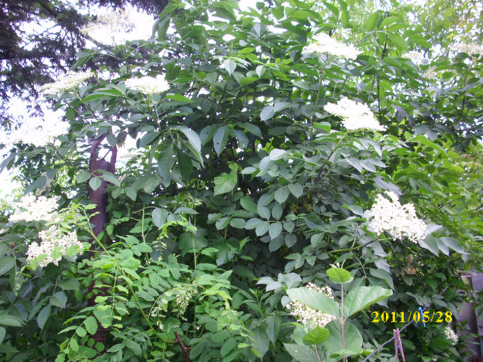 soc sambucus nigra - arbusti decorativi