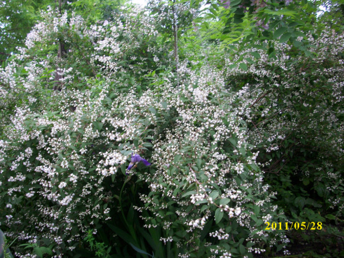 DSCI0235 - arbusti decorativi