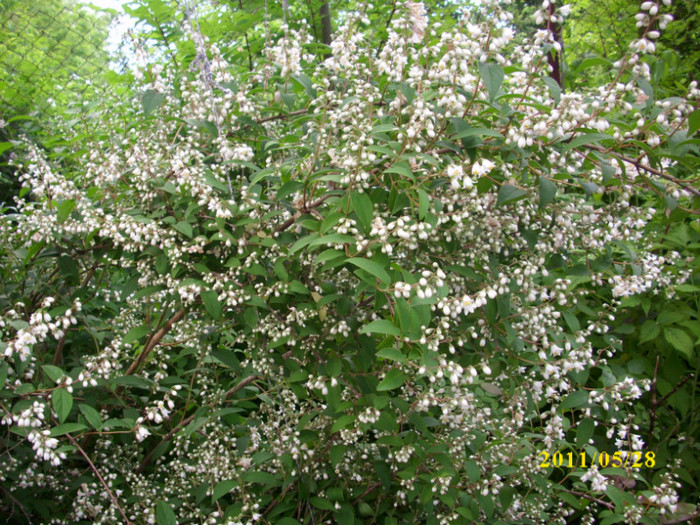 DSCI0236 - arbusti decorativi
