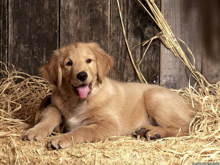 baily_golden-retriever-puppy - Caini