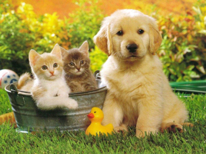 cute-puppy-golden-retriever - Caini