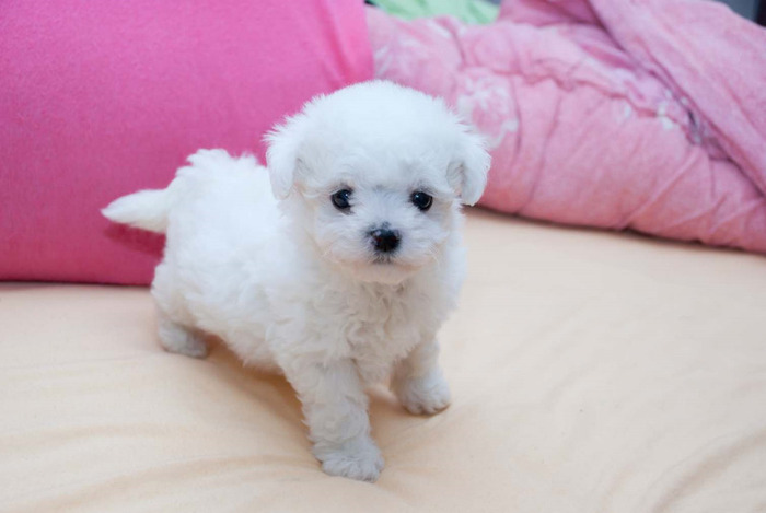 bichon frise-superb - Caini