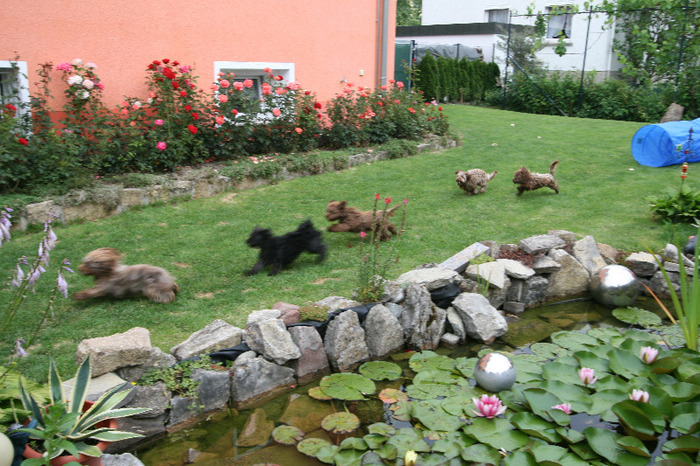 BOLONKA TREFFEN BAD MGH GERDA 068