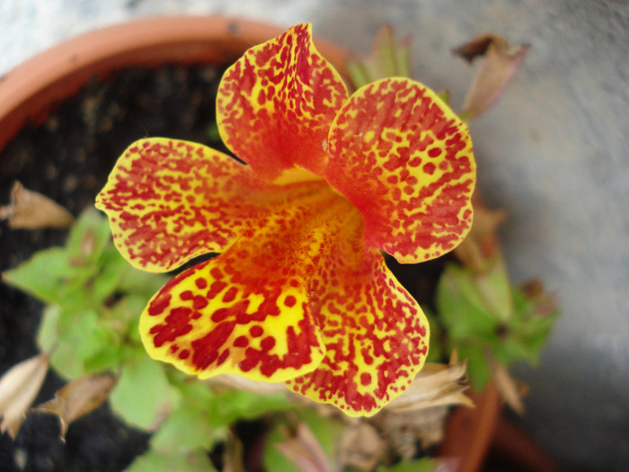 Mimulus_Monkey Flower (2011, Jul.06)