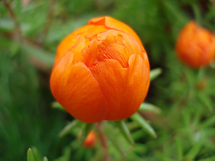 Portulaca grandiflora (2011, July 06)