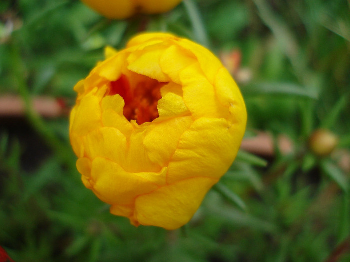 Portulaca grandiflora (2011, July 06) - PORTULACA Grandiflora