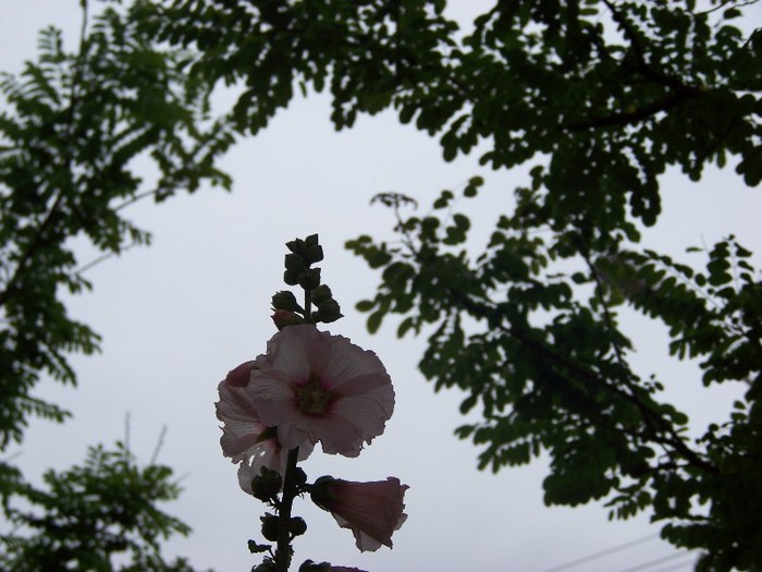 101_0006 - Iulie 2011