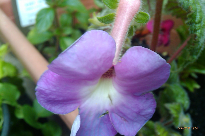 IMAG0914 - achimenes