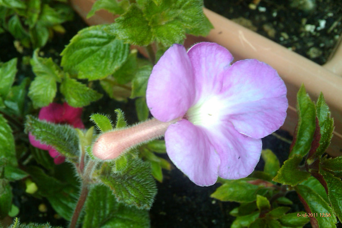 IMAG0915 - achimenes