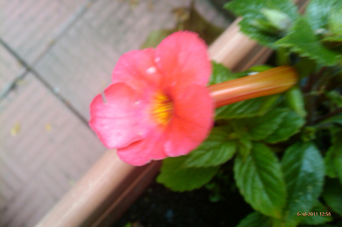 IMAG0917 - achimenes