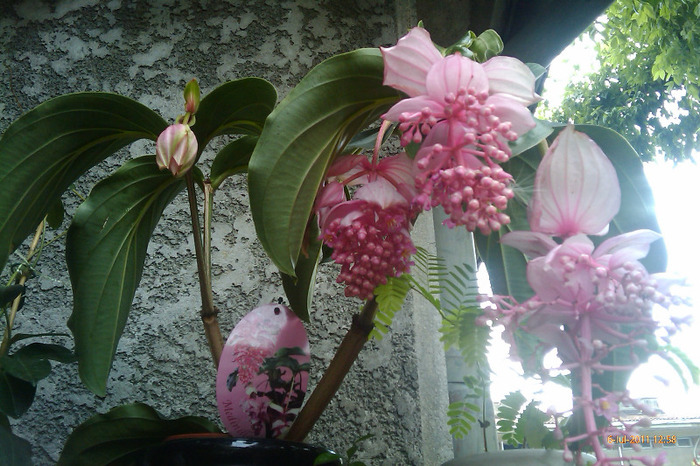 IMAG0925 - medinilla vedeta casei