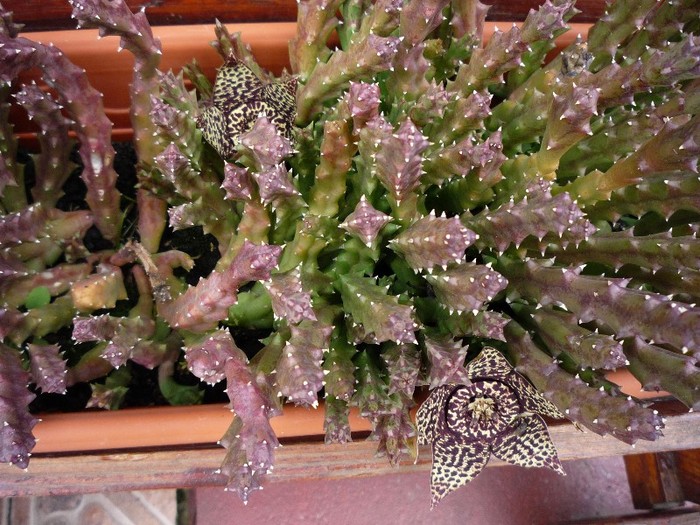 MsiG 077 - cactusi si suculente