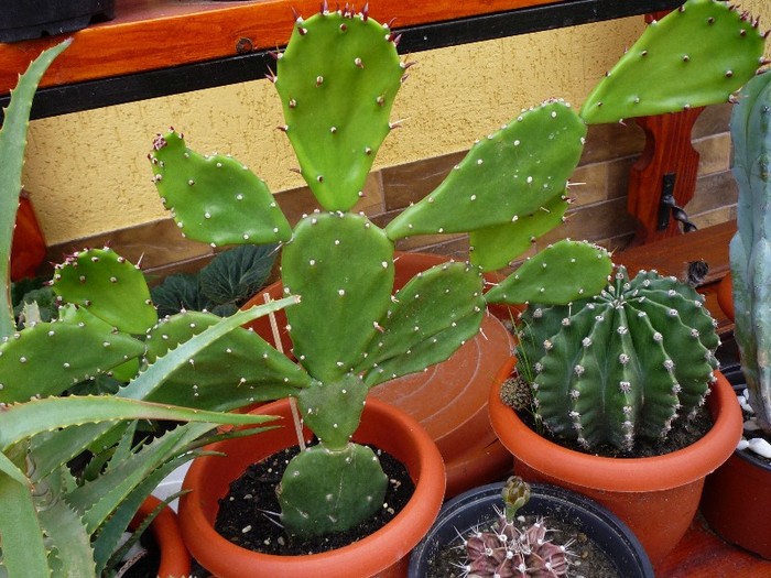 MsiG 069 - cactusi si suculente