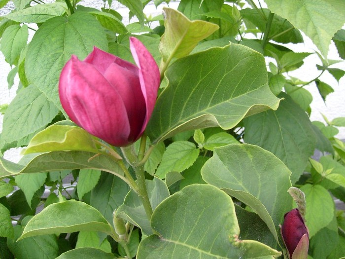 Magnolia Genie vara 2011 - Magnolia GENIE -evolutie 2010