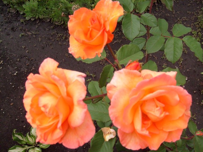 trandafir portocaliu-galbui; foarte frumos, fin si parfumat!
