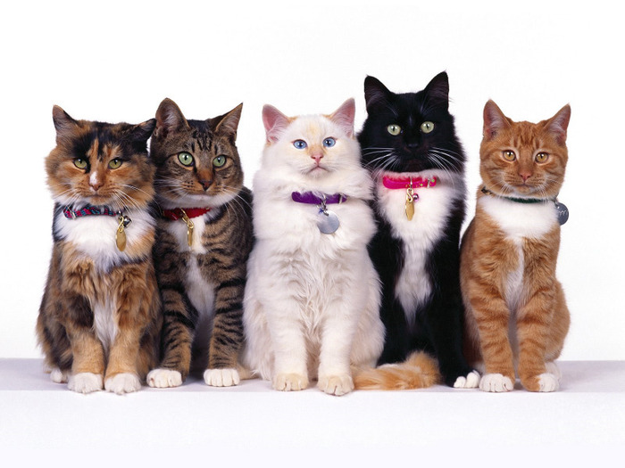 65_Cute_Cats_Wallpapers_HQ__1600x1200__www.HQPictures.tk-5.jpg_Cat_19