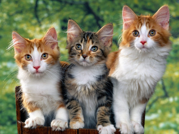 65_Cute_Cats_Wallpapers_HQ__1600x1200__www.HQPictures.tk-20.jpg_Cat_63