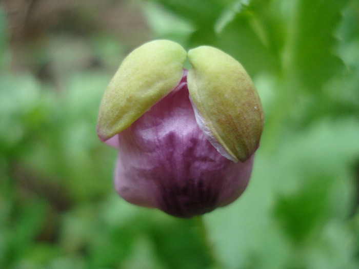 Purple Poppy (2011, June 30) - MACI Poppy Papaver