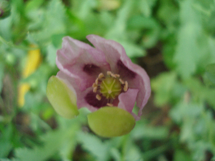 Purple Poppy (2011, June 30) - MACI Poppy Papaver