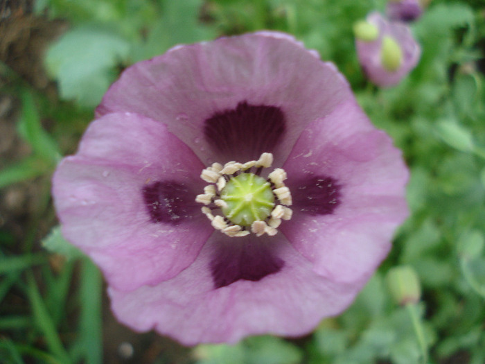 Purple Poppy (2011, June 30) - MACI Poppy Papaver