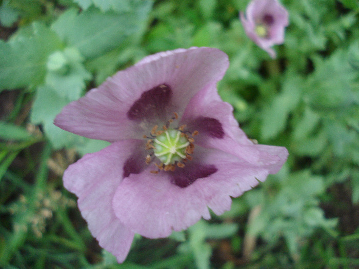 Purple Poppy (2011, July 01) - MACI Poppy Papaver