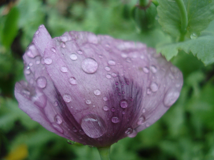 Purple Poppy (2011, July 03) - MACI Poppy Papaver