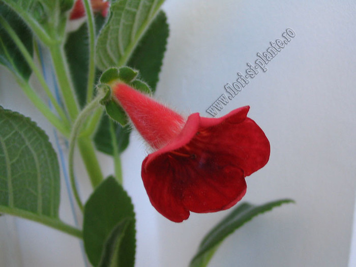 New - Kohleria Tjurig Bjorn 1; O kohlerie aproape unicolor.
