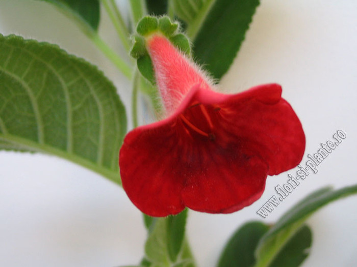New - Kohleria Tjurig Bjorn 2