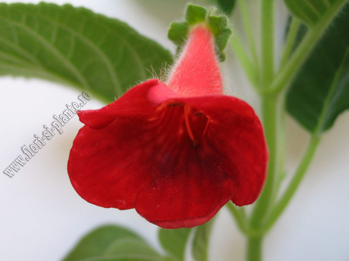New - Kohleria Tjurig Bjorn 3