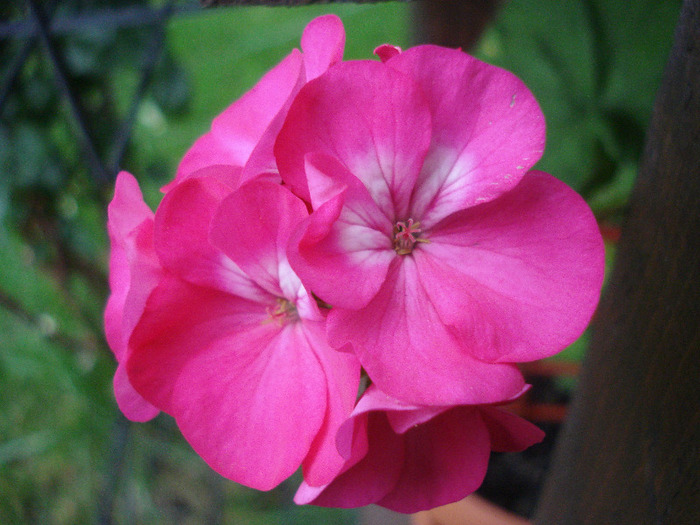 Orbit geranium Violet, 01jul2011 - Geranium Violet