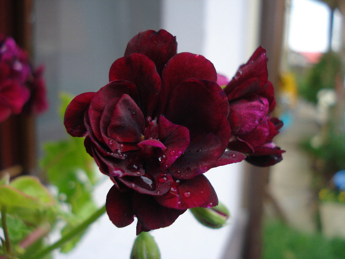 Ivy geranium Taj Mahal (2011, July 03)