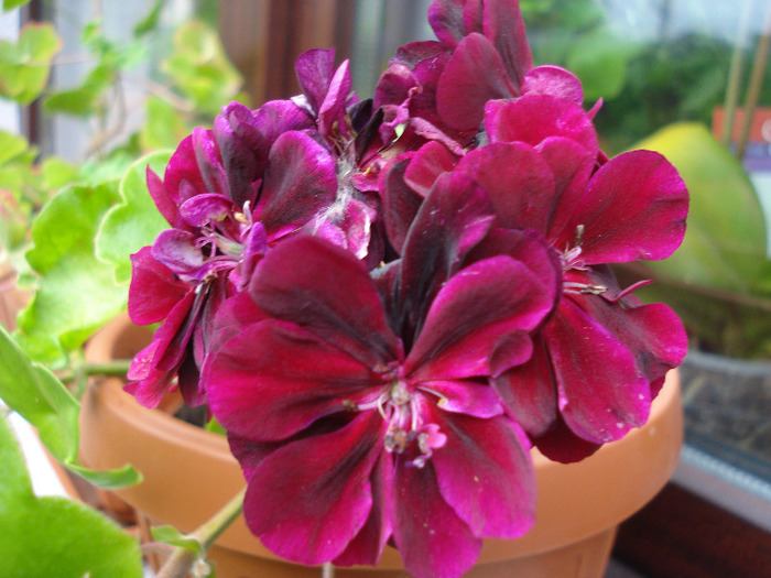 Ivy geranium Taj Mahal (2011, July 03)