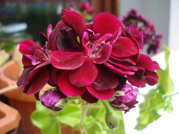 Ivy geranium Taj Mahal (2011, July 06)