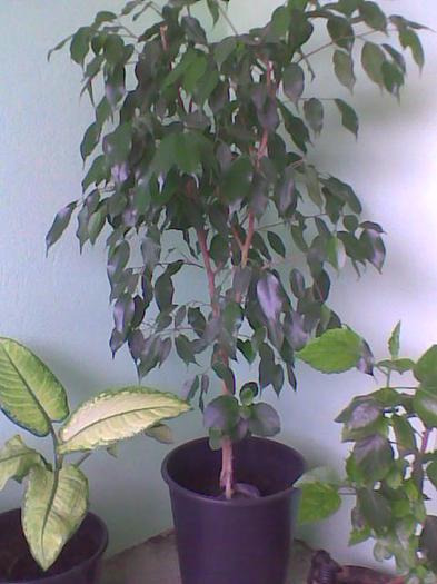 ficus benjamin simplu - Florile mele de interior  2011