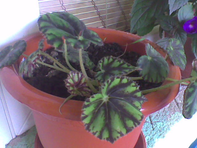 Begonia Tigru