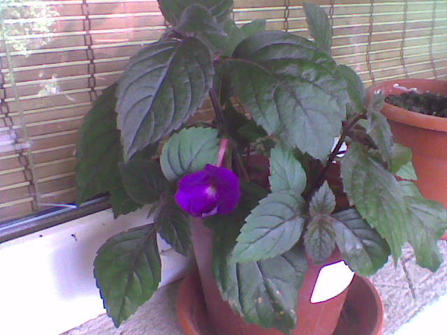 Imag001 - ACHIMENES 2011