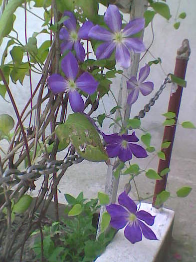 clematis de la DALIA32