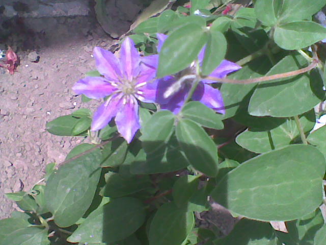 clematis roz de la BAKKER - Clematis