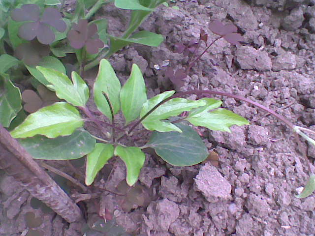 clematis alb de la BAKKER - Clematis