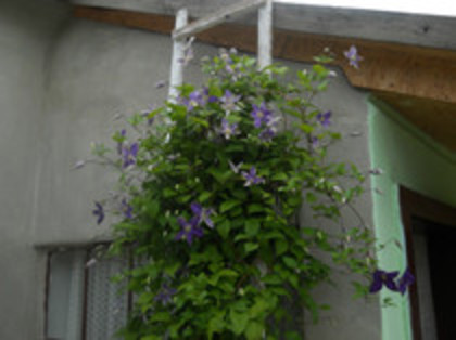 clematis mov 2011 - Clematis