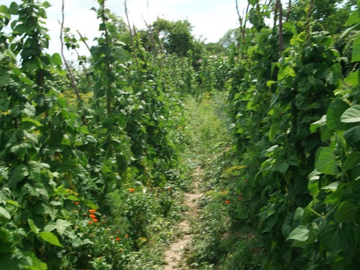 fasole pe randuri - gradina cu legume