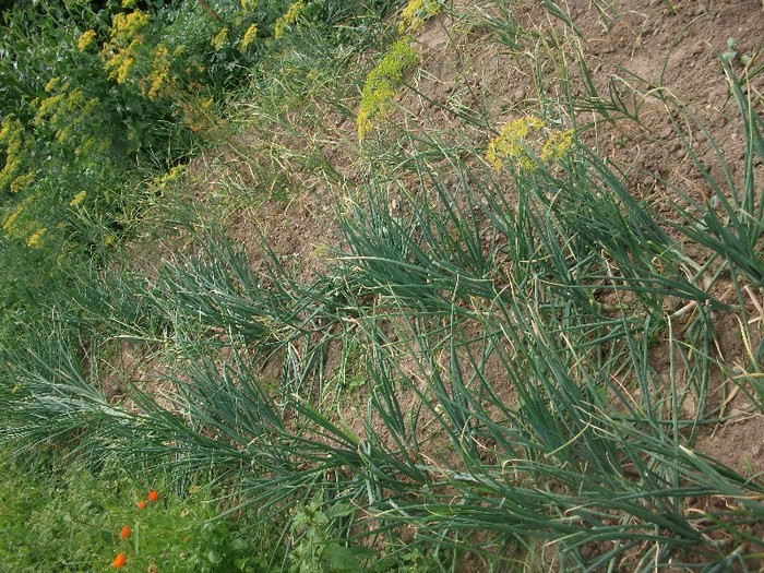 ceapa - gradina cu legume